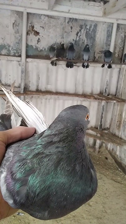 Мои голуби, Ростовская область, Азовский район, с. Кулешовка #pigeon # ...