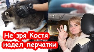 VLOG Енот разгрыз мне палец