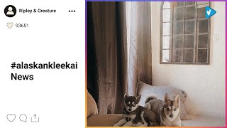 Top 10 #alaskankleekai Posts & Updates, Starring: glam_and_growl