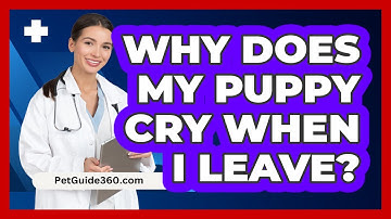 Why Does My Puppy Cry When I Leave? - PetGuide360.com