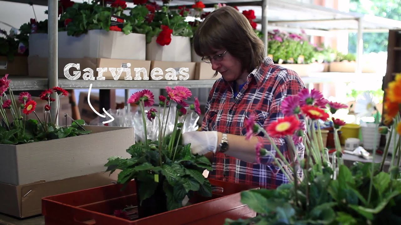 Shamrock Plants