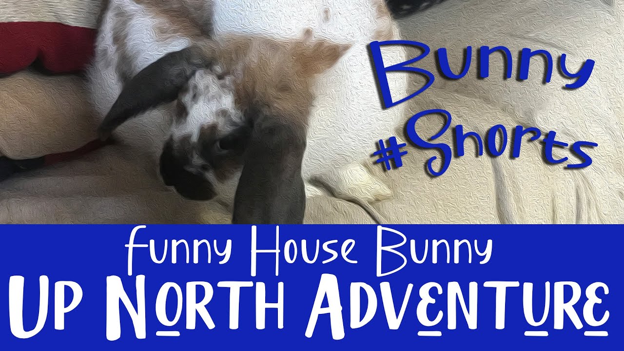 Daphne is Tick Tock Dancing #shorts