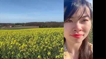 Mùa Hoa Cải nở rực rỡ bát ngát cả cánh đồng ( Ở Đức)