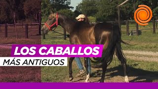 En Córdoba se crían los caballos "más antiguos del mundo": su historia