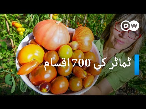 ٹماٹر یورپ کیسے پہنچے | Tribute to the tomato