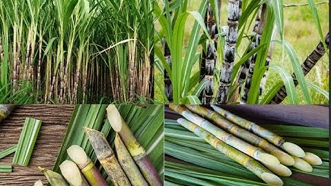 Mía không chỉ ngọt – còn mát gan, lợi tiểu, dịu họng #news  #tintucsuckhoe  #tintuc