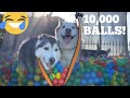 10,000 Ball Surprise For My Huskies & Kids! [BEST REACTION EVER!] [PRANK]