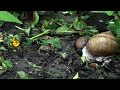 Common garden snails helix pomatia peaceful relaxing nature