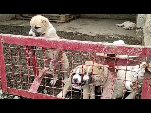 იყიდება ჩემპიონის ლეკვები ხოდა X ჯიჯი / ქართული ნაგაზი საქართველოს საგანძურია მოგვწერეთ ინსტაგრამზე