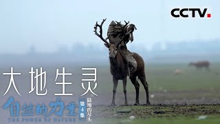 《自然的力量·大地生灵》第4集 野生动物迷惑行为大赏 这都是什么造型啊The Power of Nature EP4【CCTV纪录】