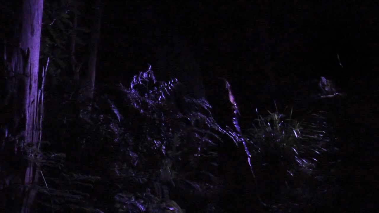 Amaya Laucirica - Sleeping In Your Shadow