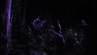 Amaya Laucirica - Sleeping In Your Shadow