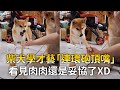 柴犬學才藝「連環砲頂嘴」　看見肉肉還是妥協了XD