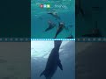 Dolphin Behavior and Biology
