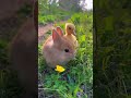 👉 Wait… a bunny and a duck together? 🐰🦆#ViralVideo #Shorts #YouTubeShorts #FYP