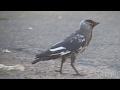 Галка з частковим альбінізмом (Corvus monedula)