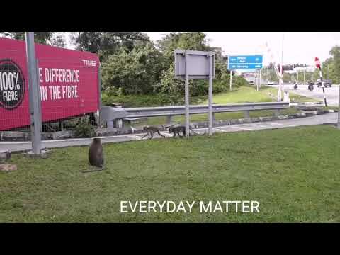 The unexpected Monkey business at Rawang Toll