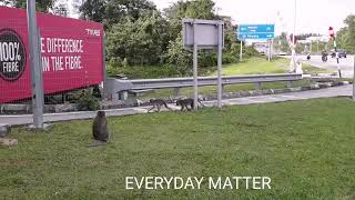 The Unexpected Monkey Business At Rawang Toll