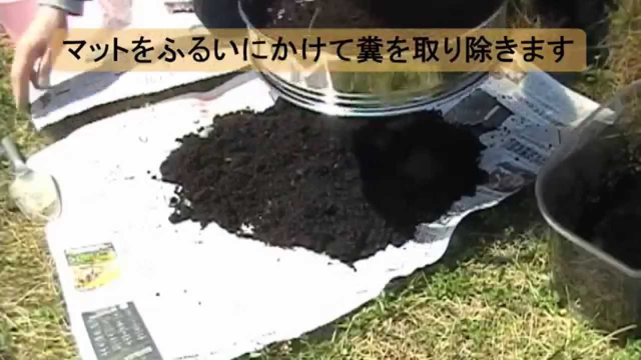 カブトムシの幼虫のマット交換 Youtube