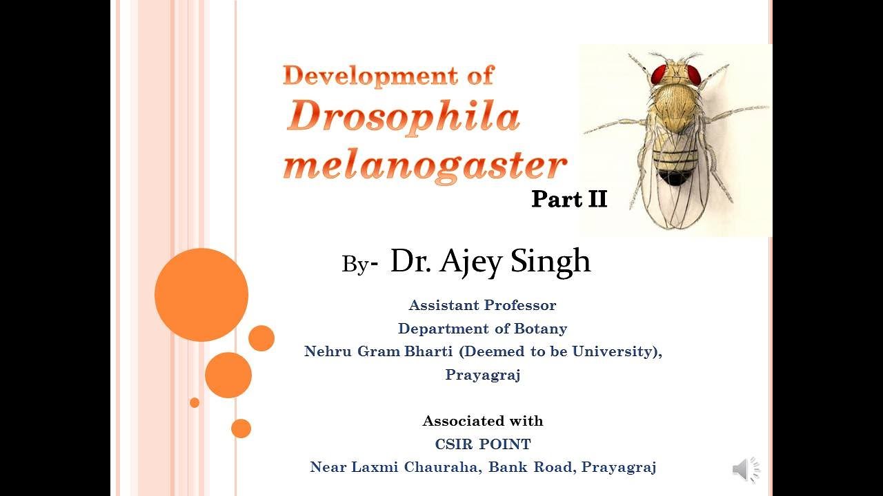 Development Drosophila melanogaster (Part 2) | CSIR Lifesciences | GATE ...