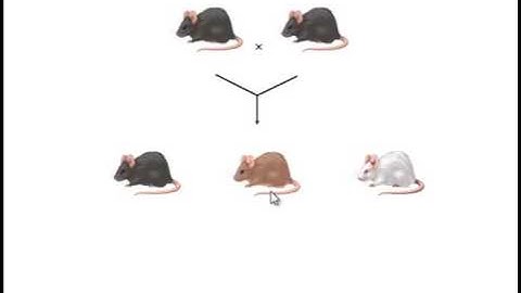 Complex Inheritance Patterns