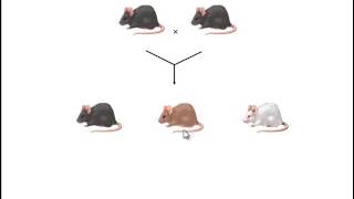Complex Inheritance Patterns