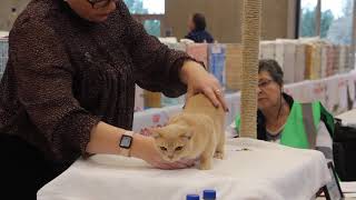 BCCNZ Cat Show 2021 - West Melton.  Lyngary Lord Lui by Burmese Cat Club of New Zealand 79 views 2 years ago 2 minutes, 53 seconds