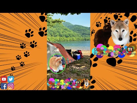 【犬とキャンプ】キャンプでぐっすり寝る柴犬しーば君、犬の寝顔・Shiba inu camping.My dog doses off so cute.Dog sleeps a lot #Shorts