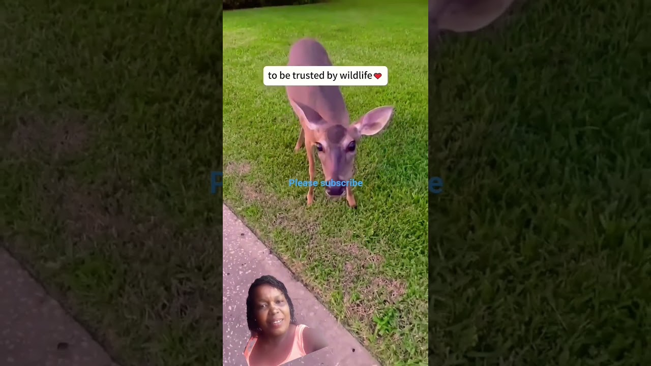 wildlife trusting human beings its great # animals # foryou 