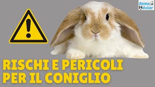 Rischi e Pericoli per il Tuo Coniglio by AnimalAdvisor 2,453 views 2 years ago 6 minutes, 50 seconds