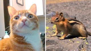 BEST Video For Cats Ever! BEST Video For Cats Ever!