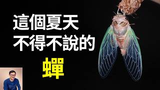 蟬到底有多詭異？潛伏地下17年後，上萬億只同時破土而出，背後真相令人贊嘆！為什麼說山東人吃的炸金蟬，根本就不是知了猴？【老肉雜談】#昆蟲 #科普  #美食 #蟬 #動物 #冷知識