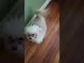 WOOF!