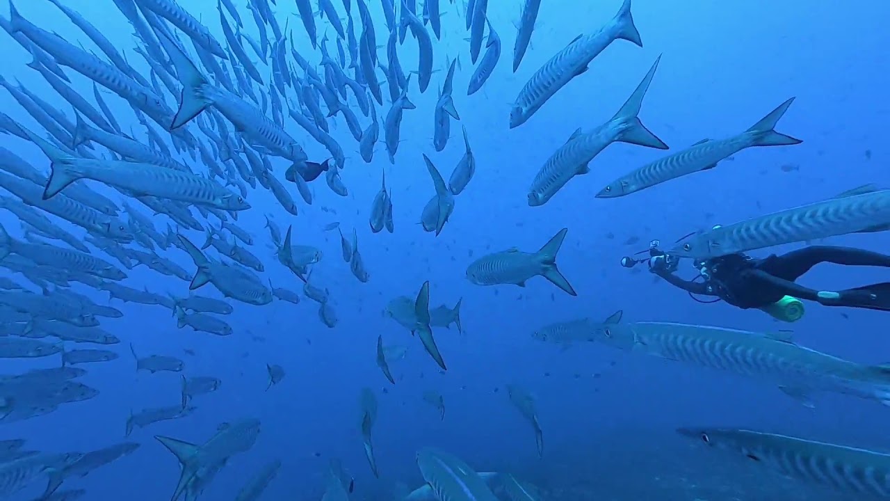 1106 トライアングル魚影 Youtube