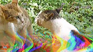 Catfight.mp3  #cat #catto #edm #youtubemusic #originalmusic #music #pets #subscribe #edit #vibe