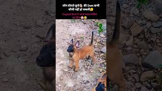 Kutte Ki Dum