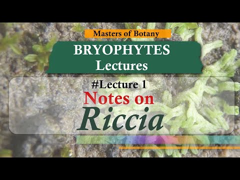 Lecture 2 | Marchantia Life Cycle: Important (Bryophytes) | Lecture Notes -  YouTube