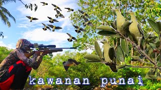 Download Lagu BERBURU KAWANAN BURUNG PUNAI MP3