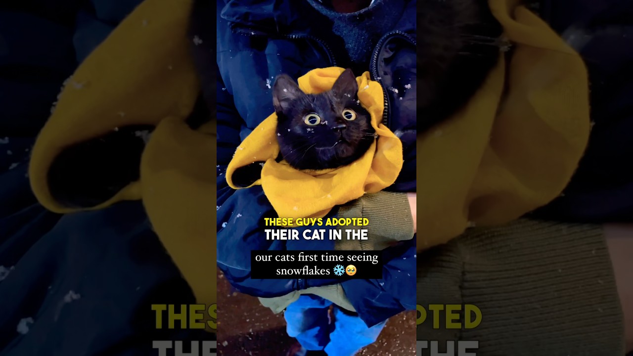 Cats First Time Seeing Snow ❤️❄️