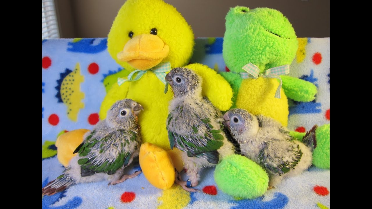 How To Hand Feed Green Cheek Conure