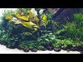Такаши Амано/ Takashi Amano . Подводные сады, Португалия, Лиссабонский Океанариум, 4 K