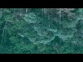 【自然の音】水面の森 / 1 Hour Nature Sounds - Trees Reflected on the Water Surface