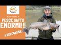 PESCARE pesci GATTO ENORMI a bolognese nel lago MOLINACCIO