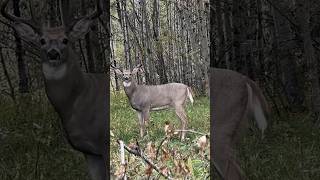 The Perfect Deer Hunting Moment in the Wild#bowhunt #deerhunting#buckbeak#viral #shortsfeed#hunting
