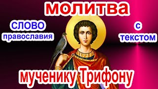 Молитва святому мученику Трифону аудио молитва с текстом и иконами