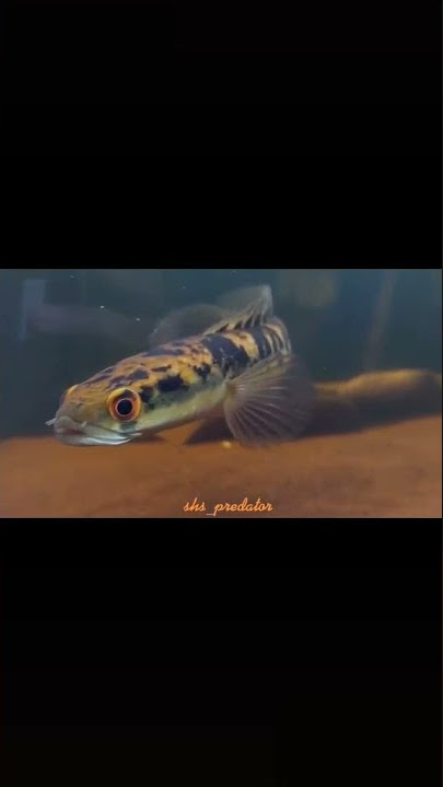 story tik tok hits chana progres Chana Yello Sentarum