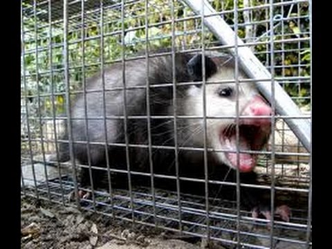 Cat Fights Opossum [Do Not Watch if sensitive to cats ...