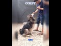 Dog Training (Alaskan Malamute)