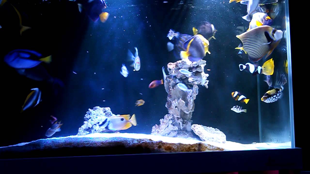 fish only tank youtube
