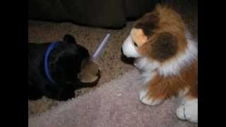 Webkinz Stop Motion Adventure